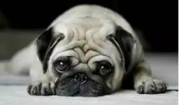 巴哥最新爆料新闻视频,最新爆料新闻视频深度解析